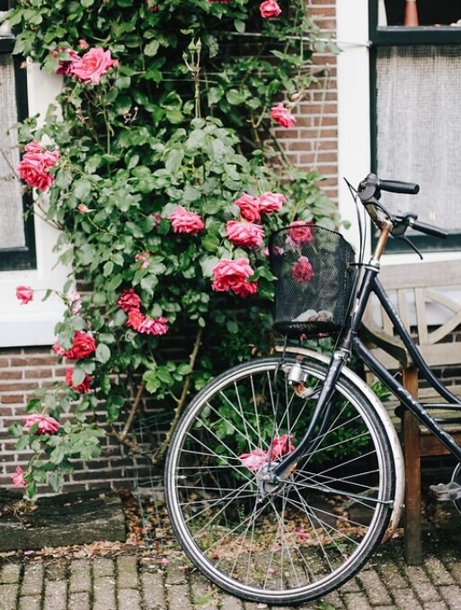 Fiets bij rozenstruik